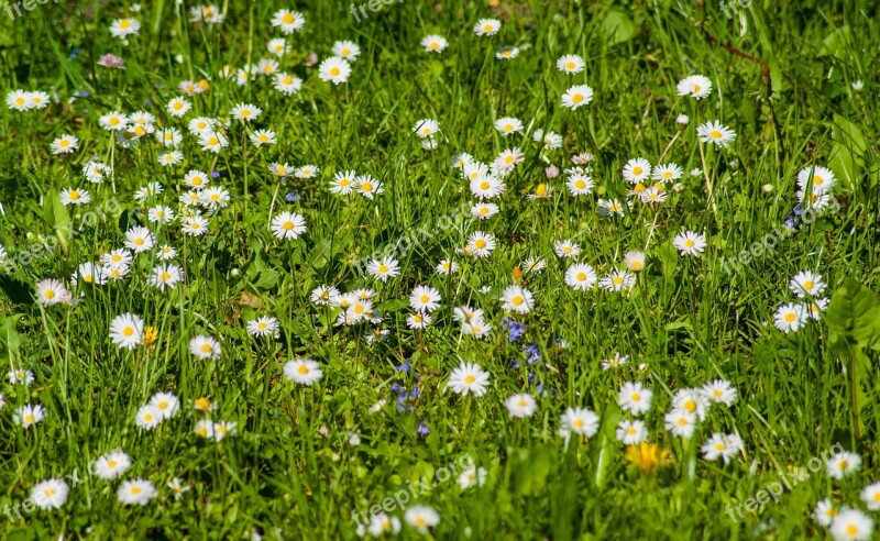 Daisy Meadow Daisies Flowers Spring