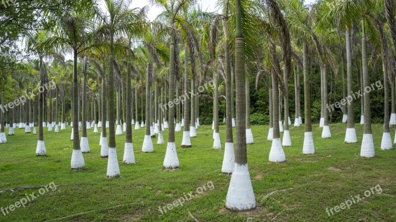 Tree Many Grassland Palm Trees Tropical