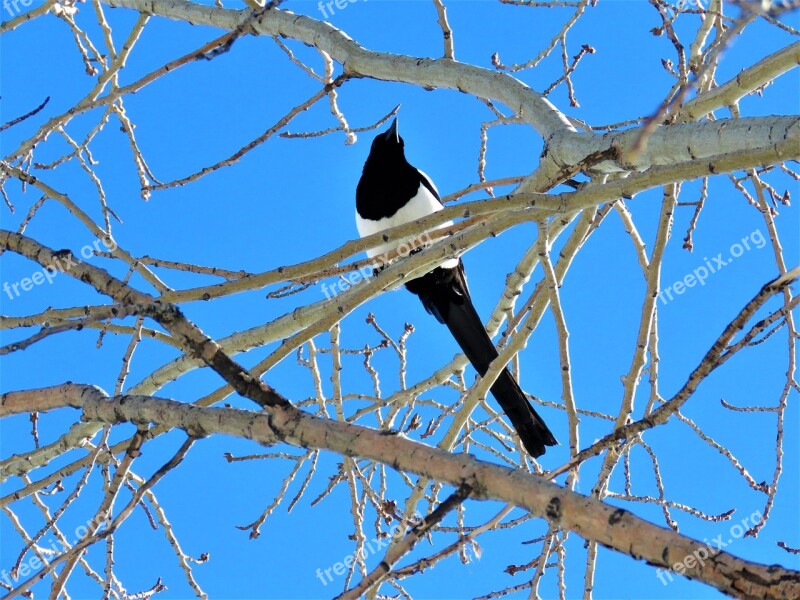 Magpie Bird Tree Feather Perch