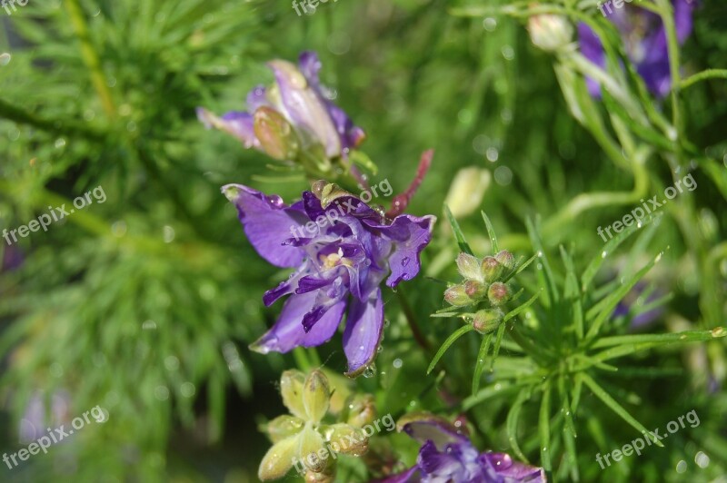 Consolida Regalis Grass Cornet Larkspur Flower Drops