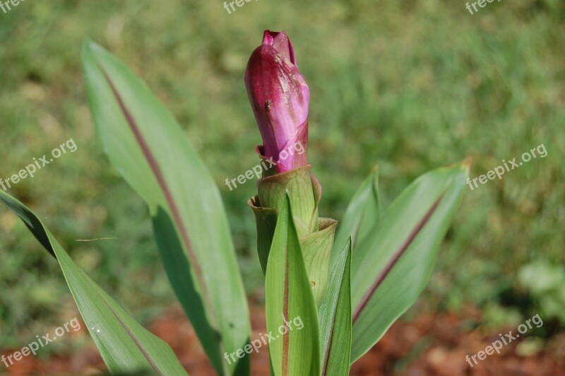 Turmeric Plant Turmeric Flower Crops Garden Free Photos