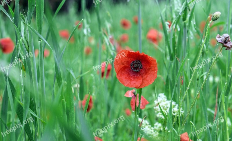 Poppies Red Wild Flowers Spring Flowers