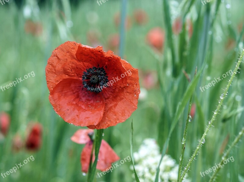 Poppy Flower Red Spring Field