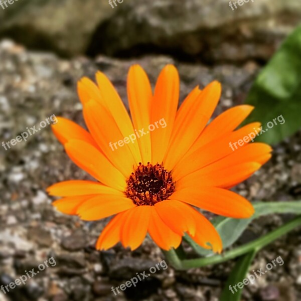 Blossom Bloom Flower Orange Flowers Plant