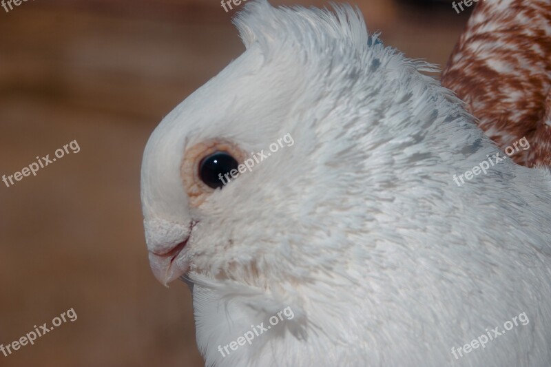 Pigeon Animal Bird Animals Wildlife Bird