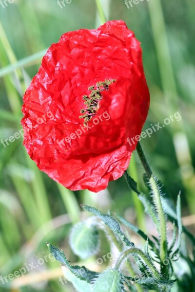 Poppy Hatching Red Flowers Petals