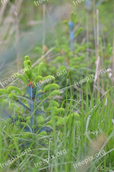 Jeseniky Calamity Wind Seedlings Nature