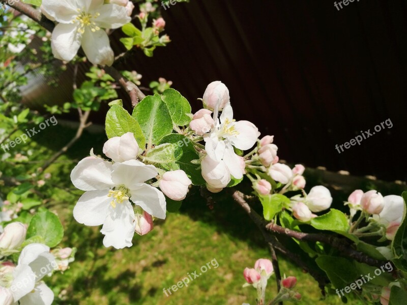 Spring Apple Tree Apple Blossoms Bloom Blooming Apple Tree