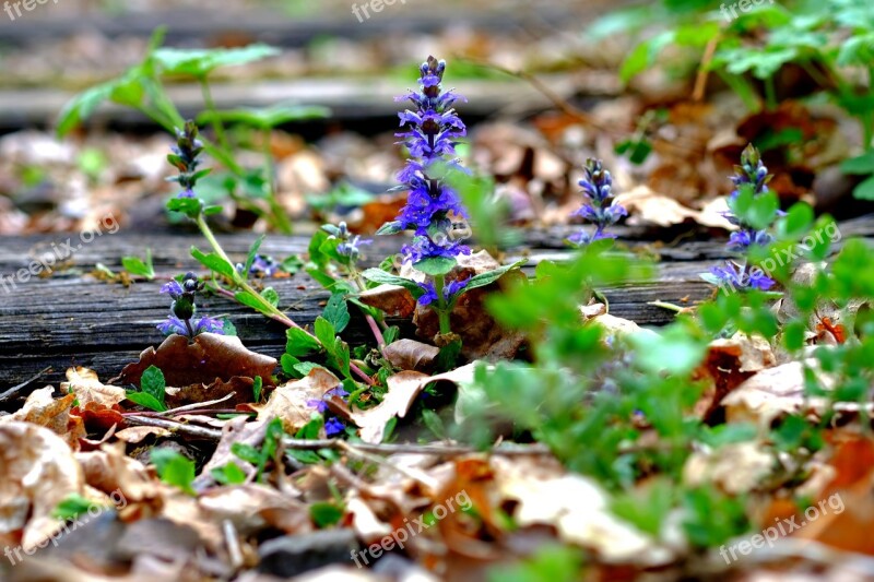 Nature Leaf Season Plant Wood