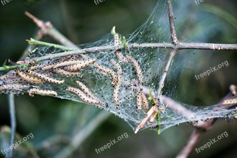 Yponomeutidae Pupate Motte Nature Tree