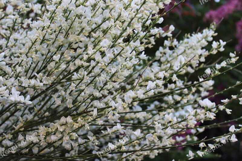 Flowers Spring Cherry Blossom Garden Plant