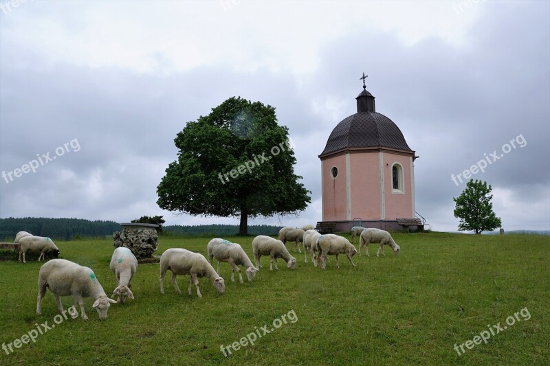 Church Chapel Sheep Small Church Wayside Chapel