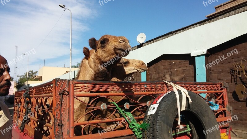 Egypt Animals Camels Desert Travel