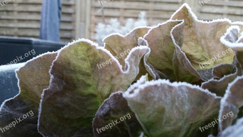 Frost Rhyme Lettuce Free Photos