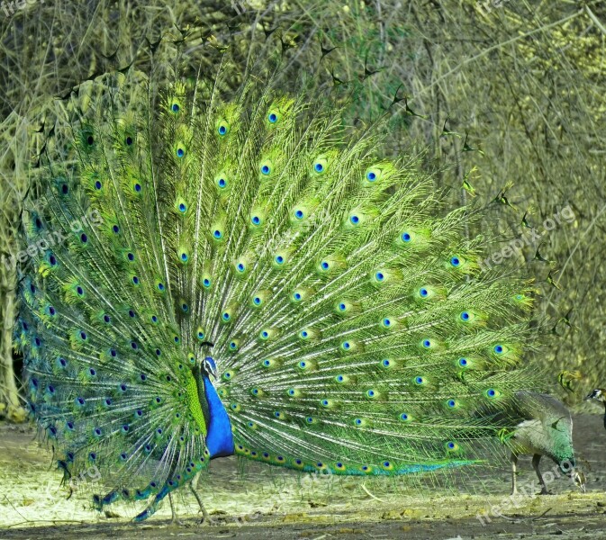 Peacock Nature Animal Feather Tail