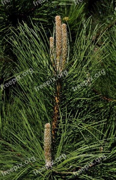 Pine Forest Coniferous Nature Pine Needles