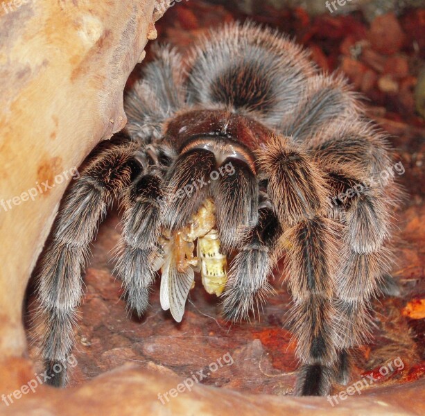 Tarantula Insect Spider Nature Free Photos