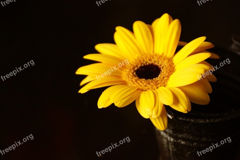 Yellow Gerbera Flower Sun Free Photos