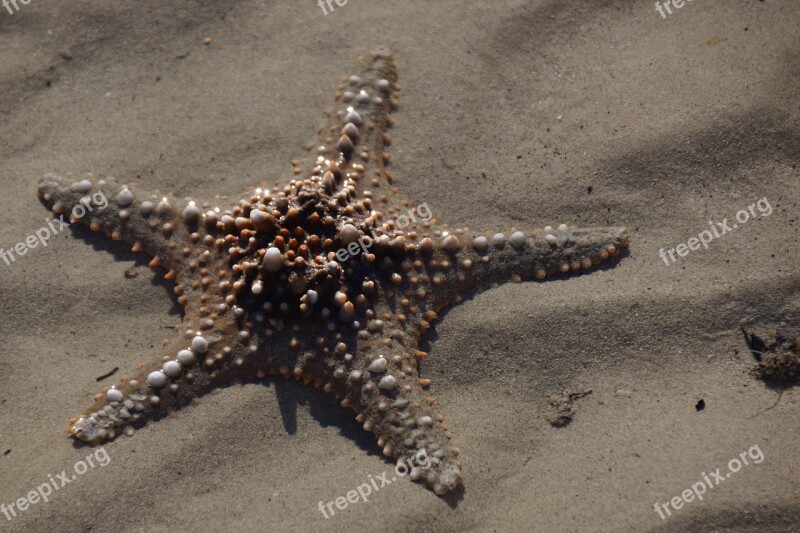 Sand Starfish Seashore Beach Invertebrate