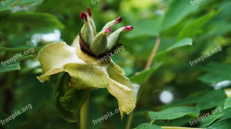 Magnolia Flower Flowers Korean Flower Nature Buddhism