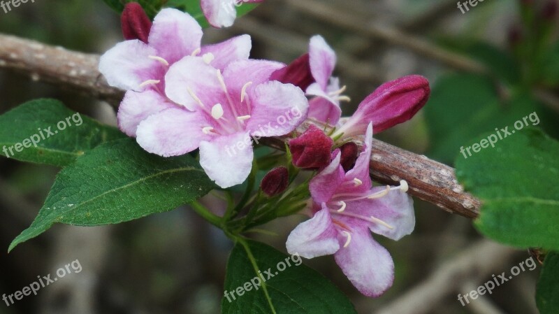 Flowers Puts Shoes Korean Flower Nature Buddhism