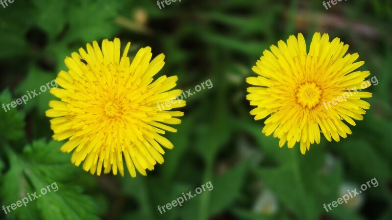 Flowers Korean Flower Nature Buddhism Flower Tree