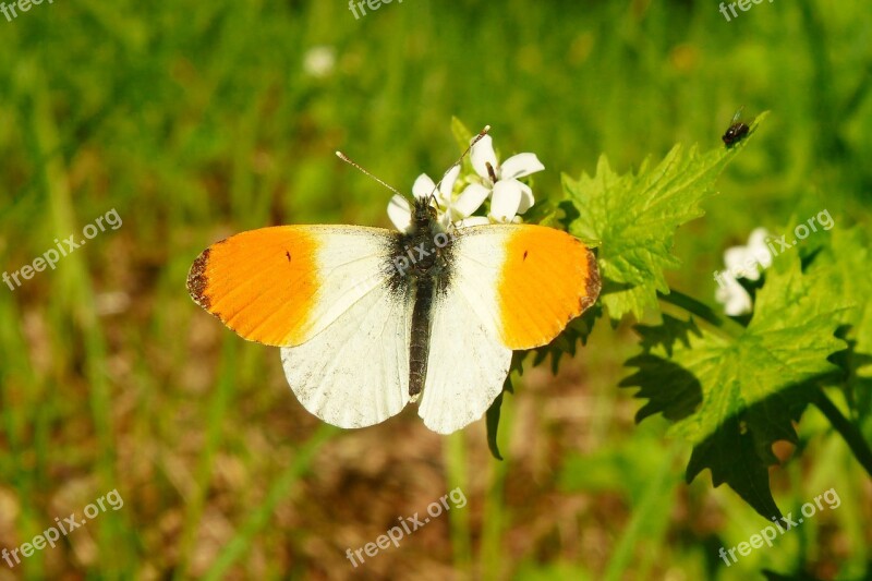 Animals Invertebrates Insect Butterfly Day Nature