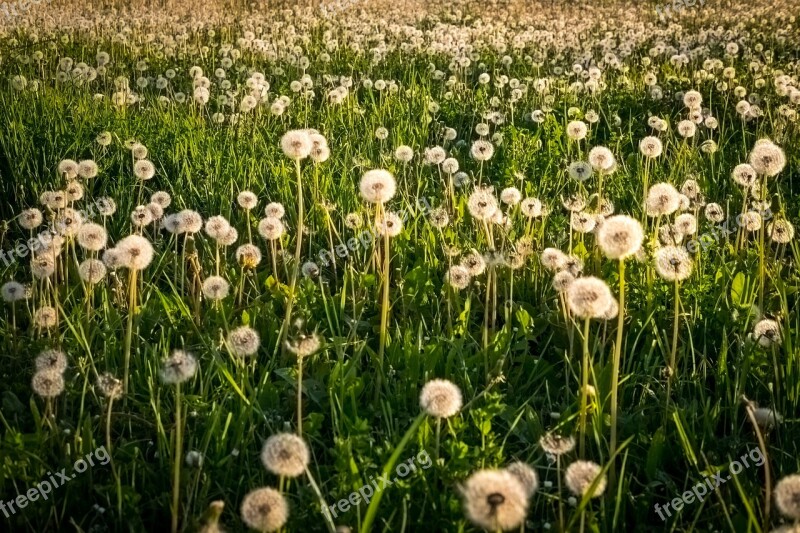 Dandelion Blossom Bloom Yellow Green