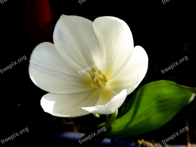 Mini Flower White Spring Close Up Frühlingsanfang