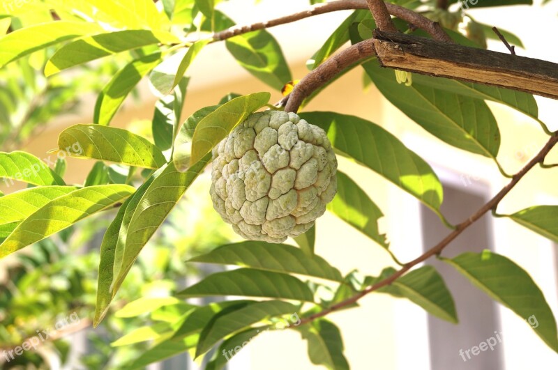 Tree Nature Leaf Fruit Flora