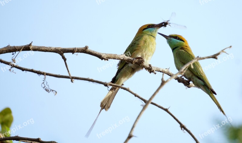 Green Birds India Bharat Free Photos