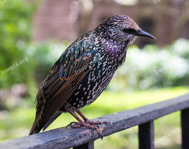 Bird Nyc Colorful Bird Central Park Free Photos