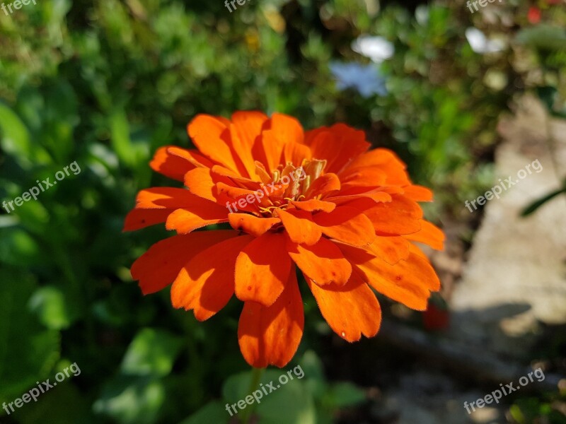 Orange Flower Flower Spring Nature Garden