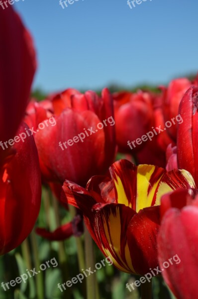 Flowers Red Tulips Red Flower Nature