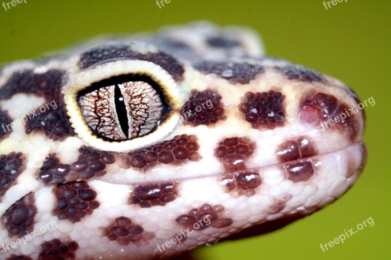 The Lizard Reptiles Leopard Gecko Closeup Animals