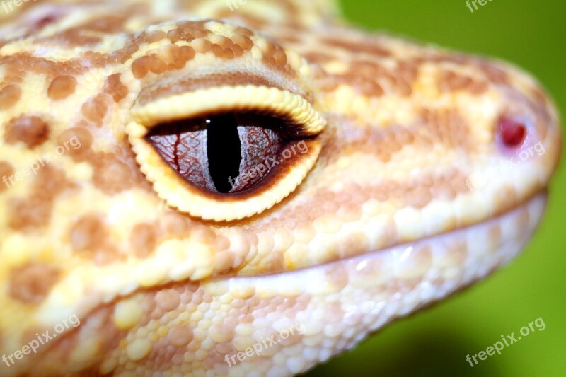 Reptiles The Lizard Leopard Gecko Free Photos