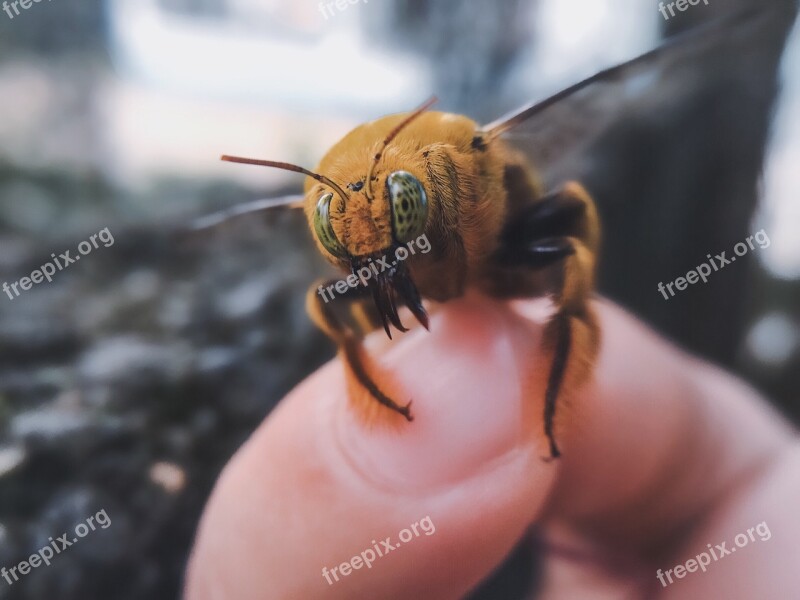 Animals Flying Bee Yellow Eyes