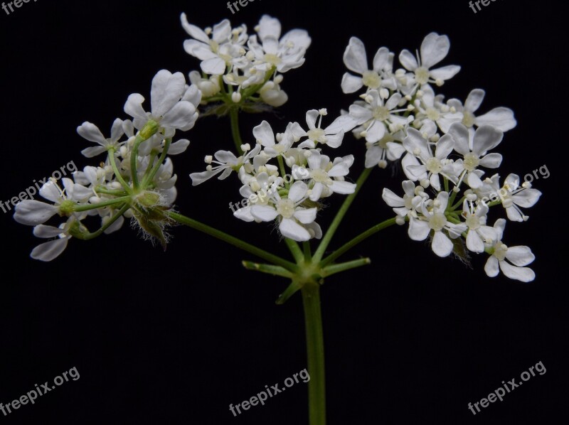 Wild Carrot Mohr Bloom Daucus Carota Macro Wild-carrot