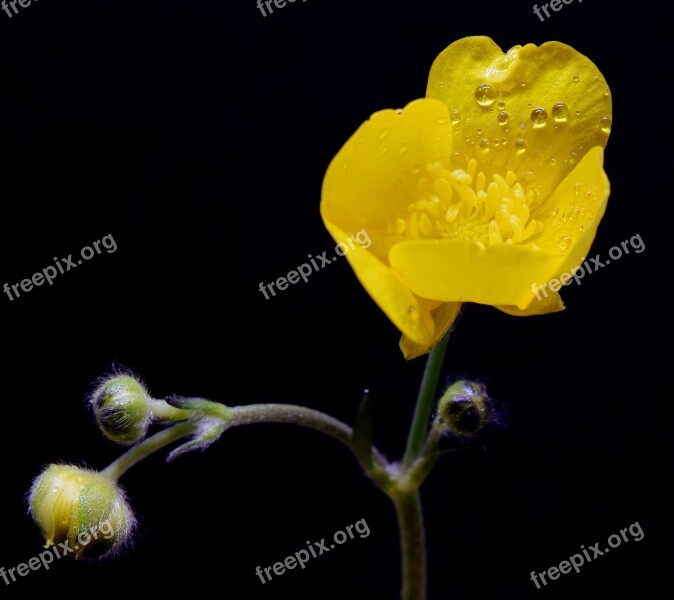 Buttercup Yellow Flower Flower Head Close Up Macro