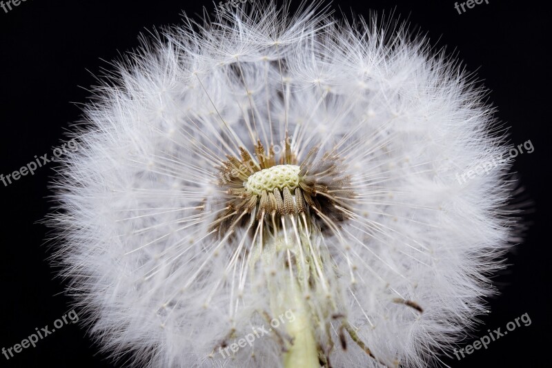 Dandelion Macro Common Dandelion Flower Head Close Up