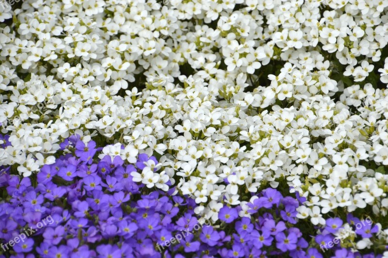 Aubriète Purple Aubrieta Deltoidea Aubriète White Flower Petal