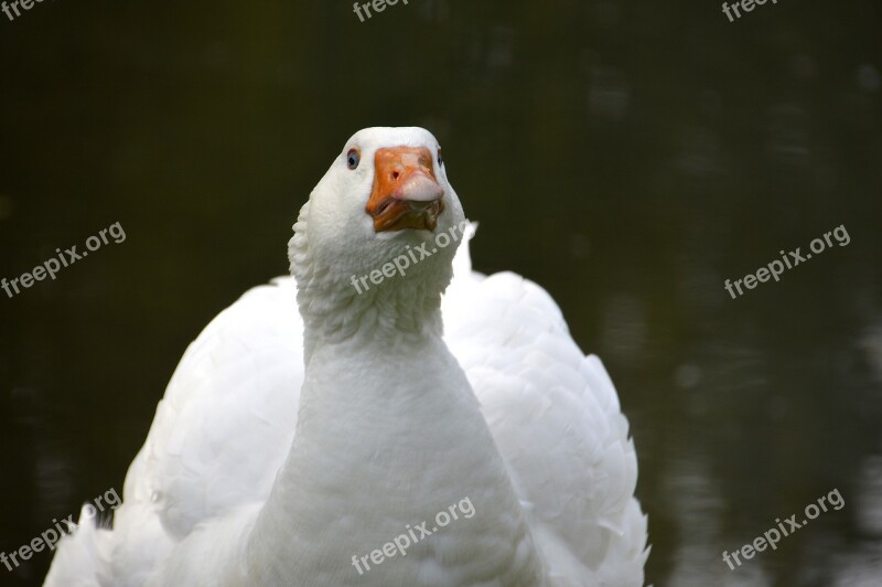 Goose Jars Bird Feathers Cry