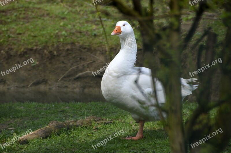 Goose Jars Bird Feathers Animal