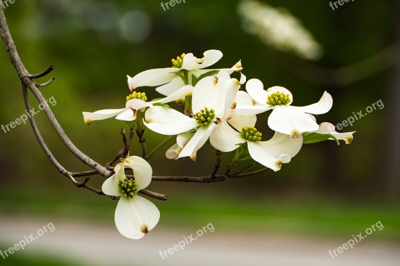 Dogwood Blossoms Flowers Spring Free Photos