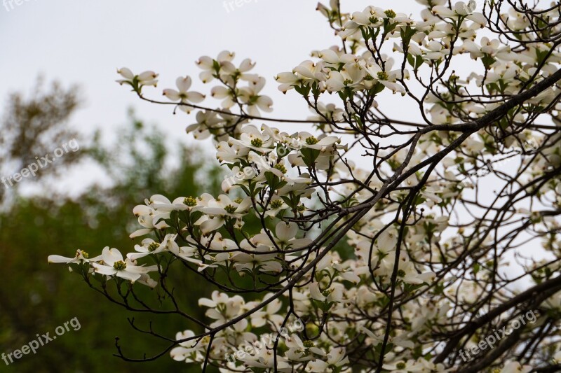 Dogwood Blossoms Flowers Spring Free Photos