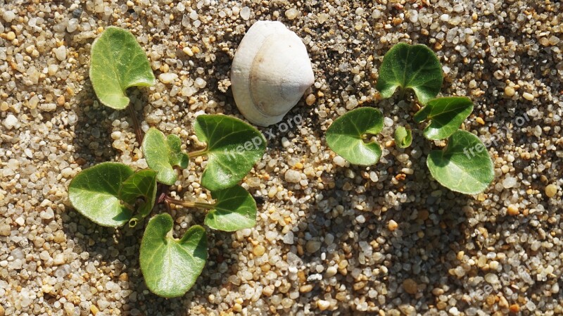 Clam Plants Gangneung Sand Gangneung Airport