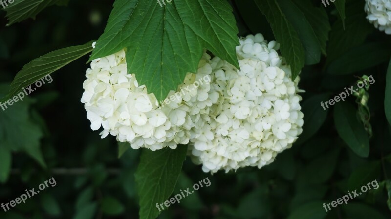 Flowers Puts Shoes Korean Flower Nature Buddhism