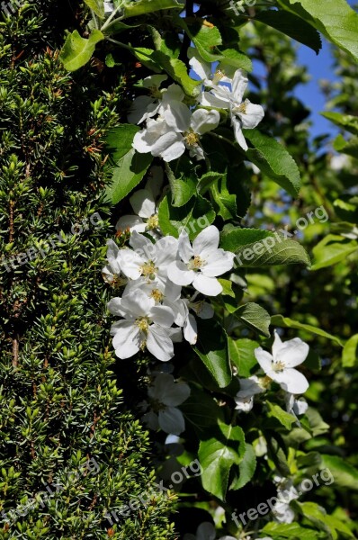 Flower Apple Spring Apple Flower Sad