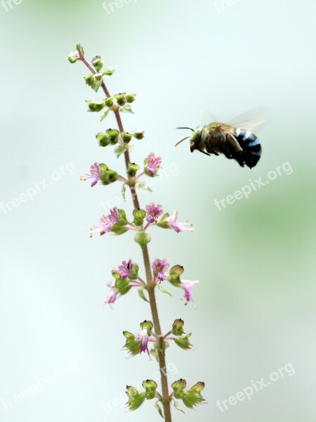 Bee Blue Small Nature Green