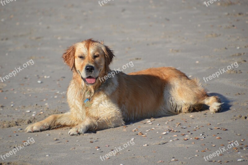 Animal Purebred Dog Golden Retriever Beach Sea